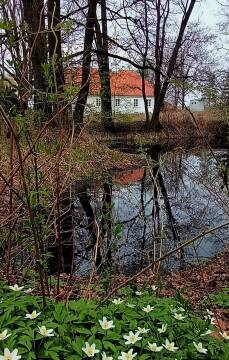 Widok na dom przy stawie otoczony drzewami.